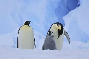 Antarctica. Emperor penguins and chick