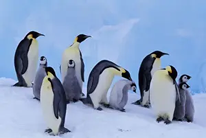 Hickory Prints: Antarctica, Emporer Penguin ((Aptenodytes forsteri), adults and chicks