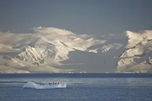 Ice Berg Prints: Antarctica, Errera Channel. Gentoo penguins rest on small iceberg as sunrise lights