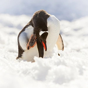 Gentoo Prints: Antarctica. Gentoo penguin scratches its head