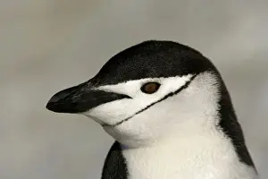 Half Moon Island Prints: Antarctica, Half Moon Island. Close-up of adult chinstrap penguins head