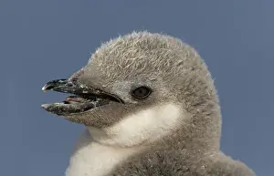 Half Moon Island Prints: Antarctica, Half Moon Island. Portrait of chinstrap penguin chicks head with