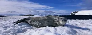 Recline Prints: Antarctica, Half Moon Island, Weddell Seal (Leptonychotes weddelli) rests on snow-covered