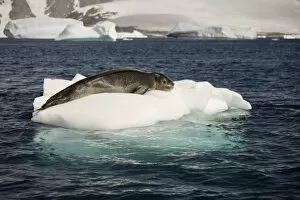 Antarctica. Leopard seal adrift on ice flow