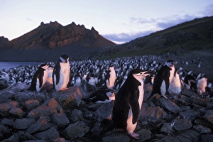 Antarctica, Livingston Island, Hannah Point, Setting sun lights Chinstrap penguins