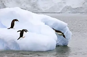 Trio Prints: Antarctica, Neko Harbor. One gentoo penguin leaps onto iceberg while another dives into water