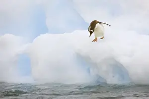Diving Prints: Antarctica, Neko Harbor. A gentoo penguin prepares to dive into the water. Credit as