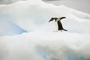 Ice Berg Prints: Antarctica, Neko Harbor. A gentoo penguin walks across a small iceberg