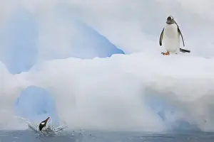 Neko Harbor Prints: Antarctica, Neko Harbor. While one gentoo penguin watches another falls back into