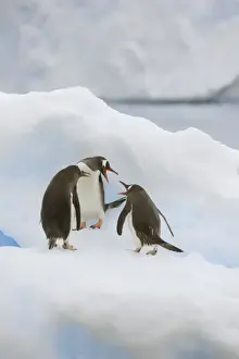Trio Prints: Antarctica, Neko Harbor. Three gentoo penguins (Pygoscelis papua) seem to be voicing