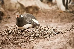 Antarctica. Nesting Gentoo penguin asleep on gravel nest