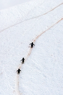 Images Dated 17th April 2024: Antarctica, Orne Harbour. Chinstrap penguins walking up hillside snow trail