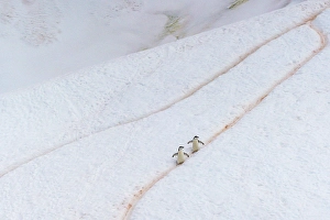 Images Dated 17th April 2024: Antarctica, Orne Harbour. Chinstrap penguins walking on hillside snow trail