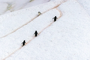 Images Dated 17th April 2024: Antarctica, Orne Harbour. Chinstrap penguins walking on hillside snow trails