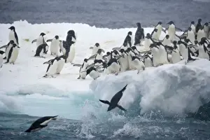 Leaping Prints: Antarctica, Paulet Island. Adelie penguins leaping off iceberg into ocean. Credit as