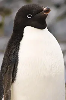 South Pole Prints: Antarctica, Petermann Island. Adelie penguin Petermann Island Antarctica
