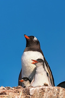 Nest Prints: Antarctica, Petermann Island. Gentoo penguin and chicks at nest