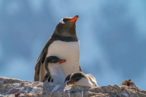 Images Dated 17th April 2024: Antarctica, Petermann Island. Gentoo penguin and chicks at rookery
