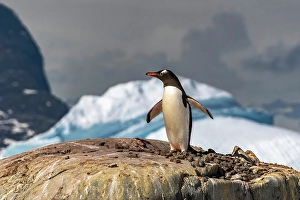 Images Dated 17th April 2024: Antarctica, Petermann Island. Gentoo penguin at nest