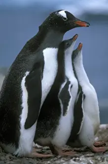 Eco Tourism Prints: Antarctica, Petermann Island, Gentoo Penguin (Pygoscelis adeliae) stands with young