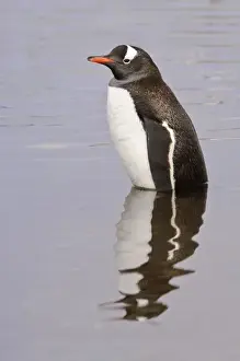 Images Dated 28th January 2005: Antarctica, Petermann Island. Gentoo penguin in water Petermann Island Antarctica