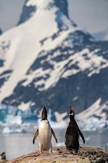 Images Dated 17th April 2024: Antarctica, Petermann Island. Gentoo penguins calling
