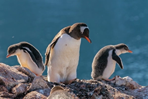 Images Dated 17th April 2024: Antarctica, Petermann Island. Gentoo penguins and chicks at nest