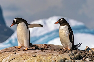 Images Dated 17th April 2024: Antarctica, Petermann Island. Gentoo penguins at nest