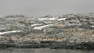 Art Morris Prints: Antarctica, Pleneau Island. Gentoo penguin rookery