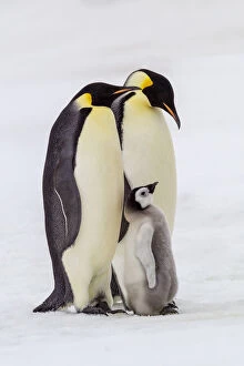 Antarctica, Snow Hill. Two adult emperor penguins stand by their chick