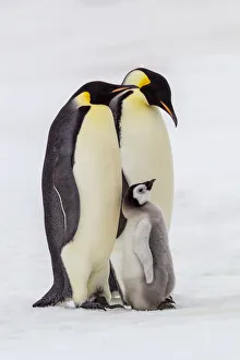 Penguin Prints: Antarctica, Snow Hill. Two adult emperor penguins stand by their chick