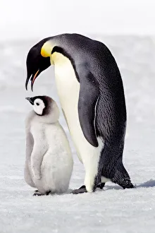Penguin Prints: Antarctica, Snow Hill. A chick standing next to its parent vocalizing and interacting