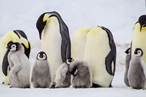 Antarctica, Snow Hill. Chicks stand near the adults in the colony