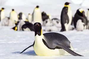 Antarctica Prints: Antarctica, Snow Hill. An emperor penguin adult lies in the snow at the edge of