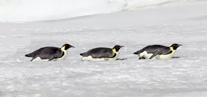 Antarctica Collection: Antarctica, Snow Hill. Three emperor penguin adults return to the colony on their bellies