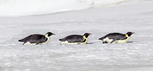 Antarctica Prints: Antarctica, Snow Hill. Three emperor penguin adults return to the colony on their bellies