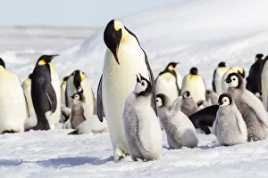 Antarctica Prints: Antarctica, Snow Hill. An emperor penguin chick begs for food from an adult