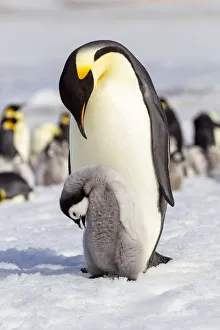 Images Dated 2nd June 2021: Antarctica, Snow Hill. An emperor penguin chick interacts with its parent