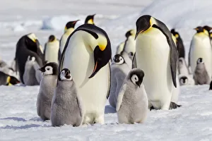 Penguin Prints: Antarctica, Snow Hill. Emperor penguin chicks stand near an adult in the hopes of being