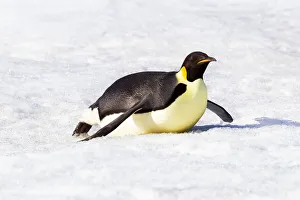 Penguin Prints: Antarctica, Snow Hill. An emperor penguin propels itself on its belly with its feet to