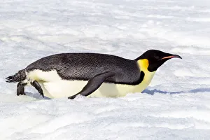 Images Dated 2nd June 2021: Antarctica, Snow Hill. An emperor penguin propels itself on its belly with its feet to