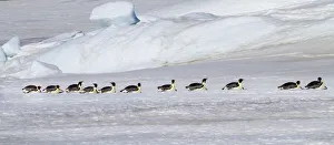 Antarctica Prints: Antarctica, Snow Hill. Emperor penguins return to the rookery scooting over the ice