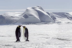 Antarctica, Snow Hill. Two emperor penguins stand together in the icy landscape