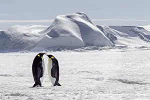 Penguin Prints: Antarctica, Snow Hill. Two emperor penguins stand together in the icy landscape