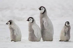 Images Dated 2nd June 2021: Antarctica, Snow Hill. A group of emperor penguin chicks move from one area of