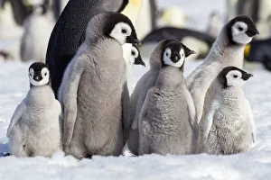 Images Dated 2nd June 2021: Antarctica, Snow Hill. A group of emperor penguin chicks huddle together which emphasizes