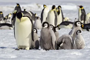 Antarctica Prints: Antarctica, Snow Hill. A group of emperor penguin chicks huddle near