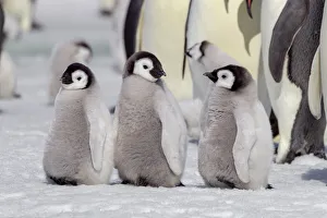 Images Dated 2nd June 2021: Antarctica, Snow Hill. A group of emperor penguin chicks stand together waiting for their