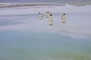 Antarctica, Snow Hill. A group of emperor penguins pause on their way to the sea