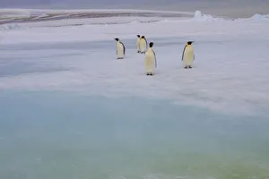 Antarctica Prints: Antarctica, Snow Hill. A group of emperor penguins pause on their way to the sea